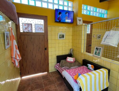 Residència canina de llarga estada a Catalunya: quan el teu gos forma part de la nostra família