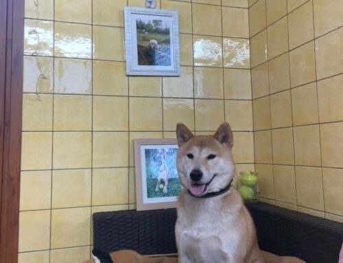 Llarga estada per a gossos a Catalunya: benestar real a l’Hotel CanPenedès